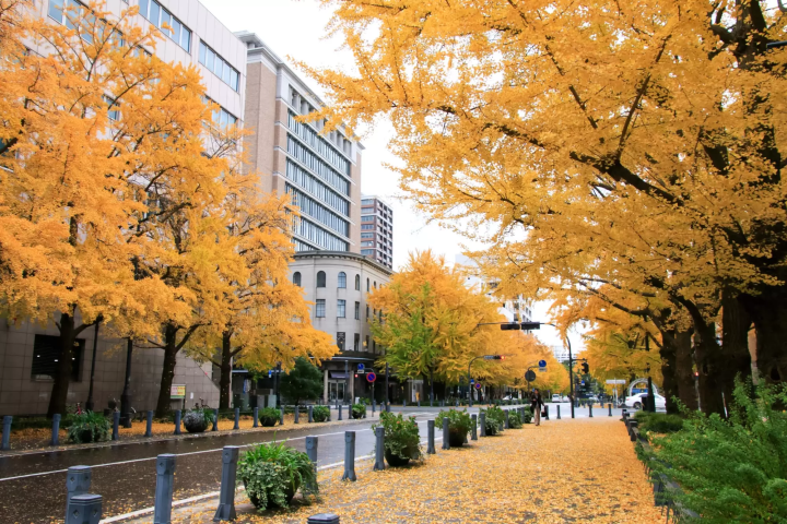 日本大通りの紅葉のイメージ画像