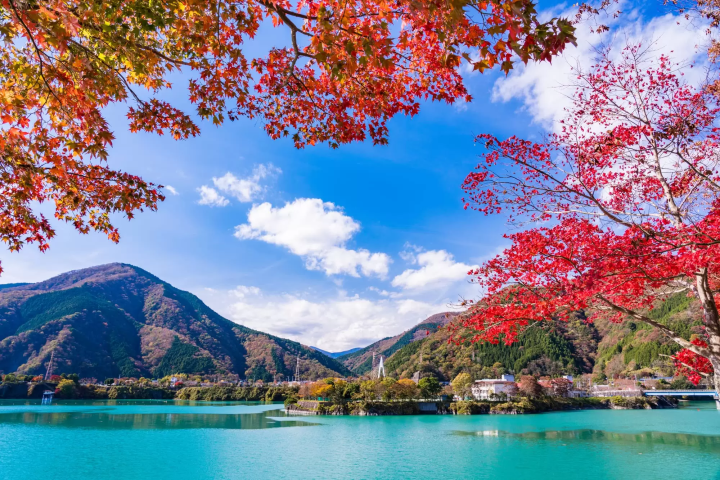 丹沢湖の紅葉のイメージ画像