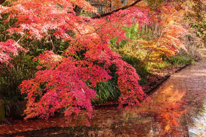 生田緑地の紅葉のイメージ画像