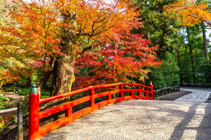 鶴岡八幡宮の紅葉のイメージ画像