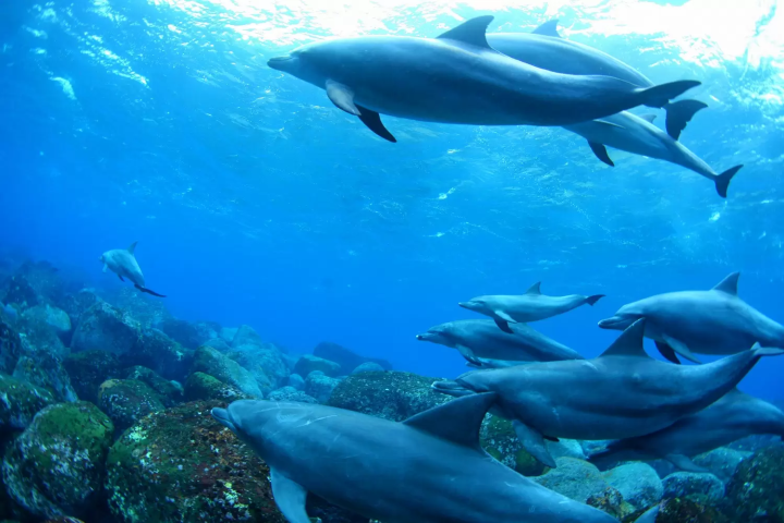 御蔵島のイルカ