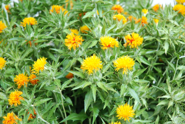 米沢の伝統と文化に触れてみよう！おすすめの手づくり体験スポット4選