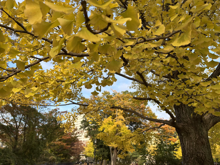 [Walking around Sendai in the autumn foliage season] Easy access from Sendai Station