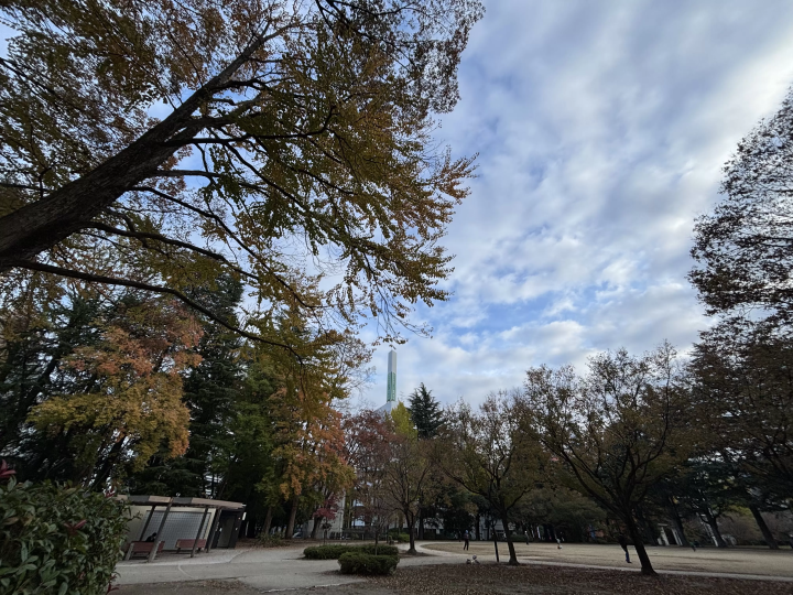 [Walking around Sendai in the autumn foliage season] Easy access from Sendai Station