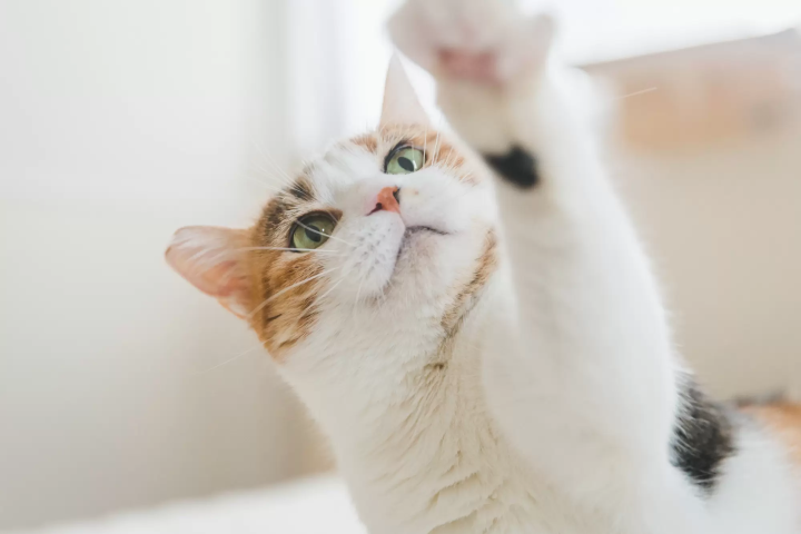 猫 千葉 デート