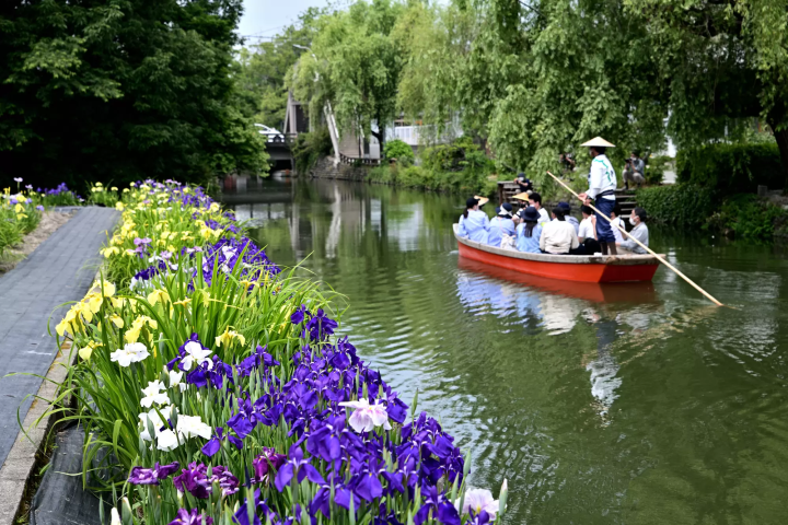 椛島菖蒲園的菖蒲花