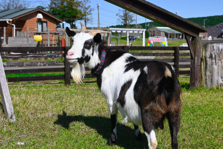 マザー牧場 千葉デート