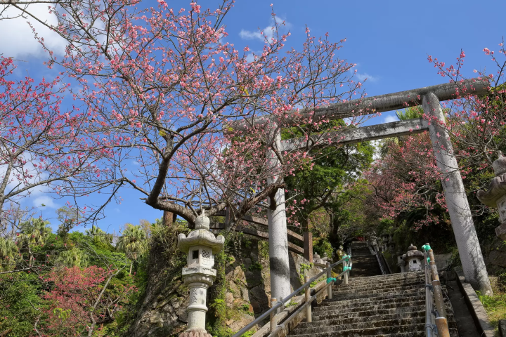 沖繩名護城公園櫻花盛開