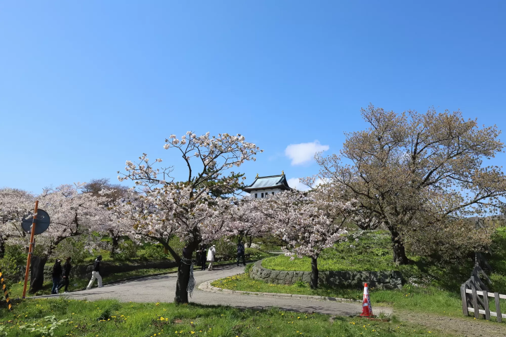 北海道松前公園櫻花與松前城