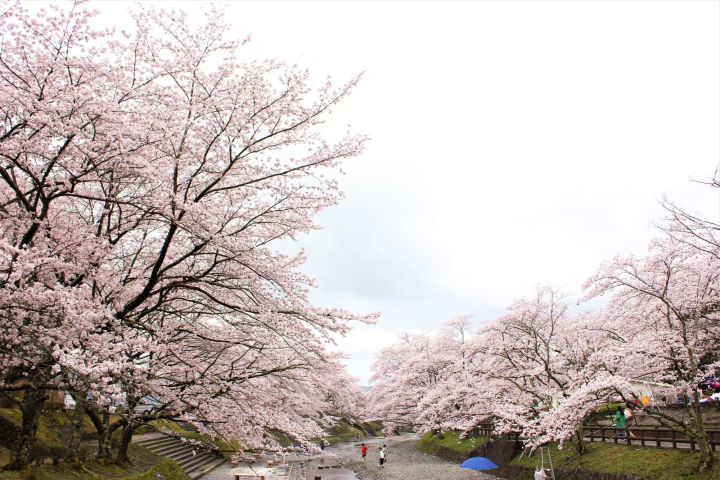 京都賞櫻景點七谷川櫻花滿開