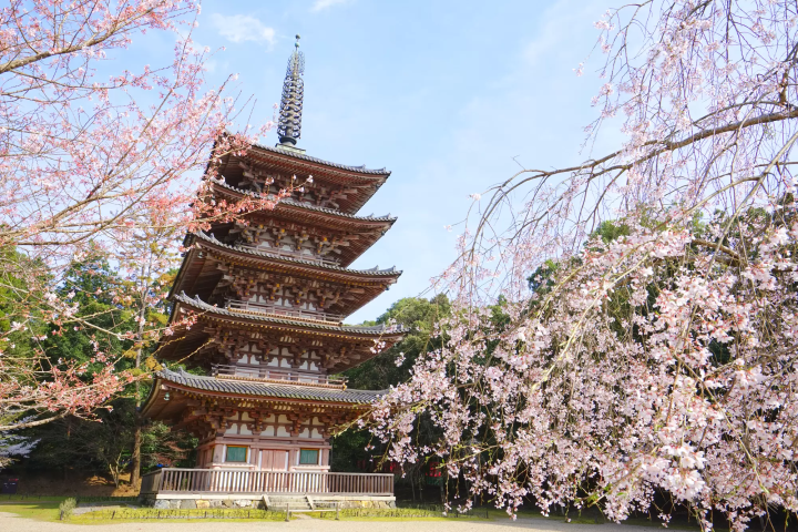 京都醍醐寺五重塔與櫻花盛開