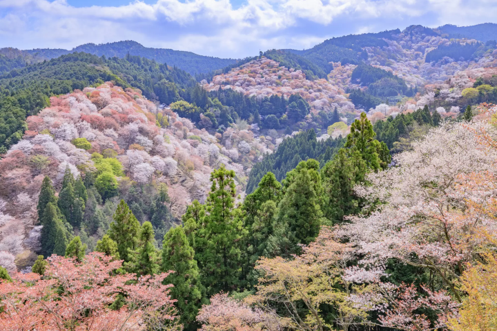奈良吉野山繽紛櫻花包圍世界遺產地區