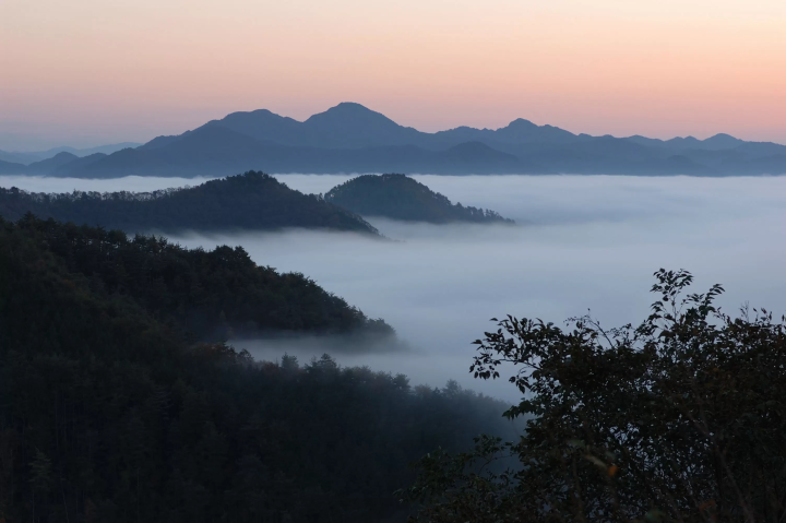 별명 「기리 고구마」순의 단바 시노야마 명산 「산 고구마」를 상미해 주세요