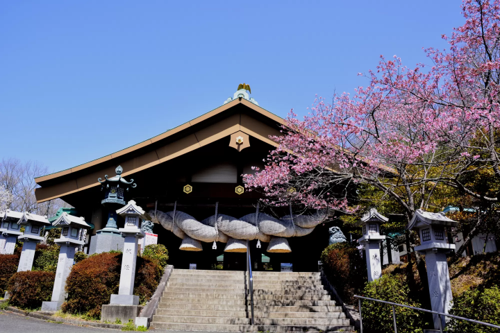 出雲大社與櫻花
