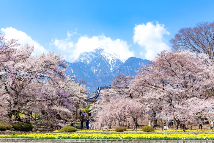 山梨縣日本三大櫻之山高神代櫻