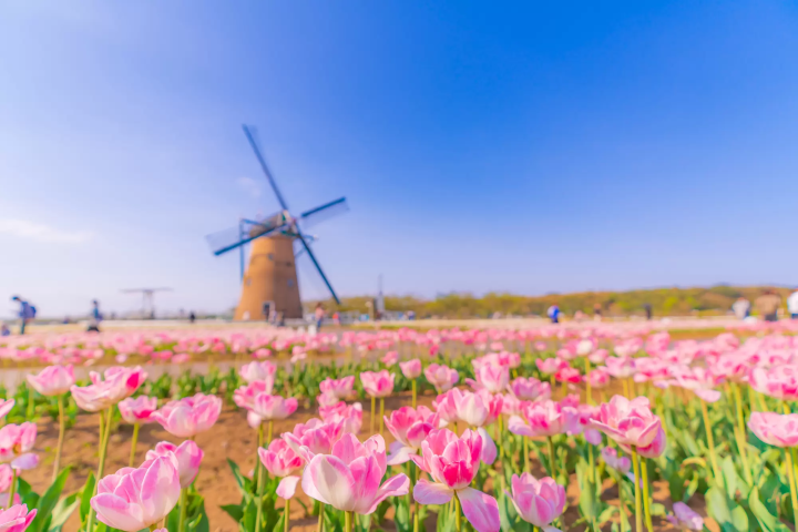 佐倉故鄉廣場的鬱金香