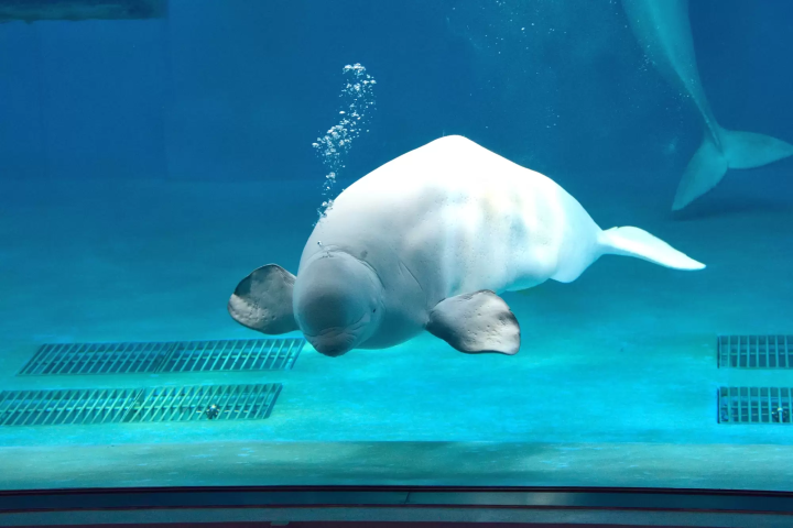 鴨川Sea World的白鯨
