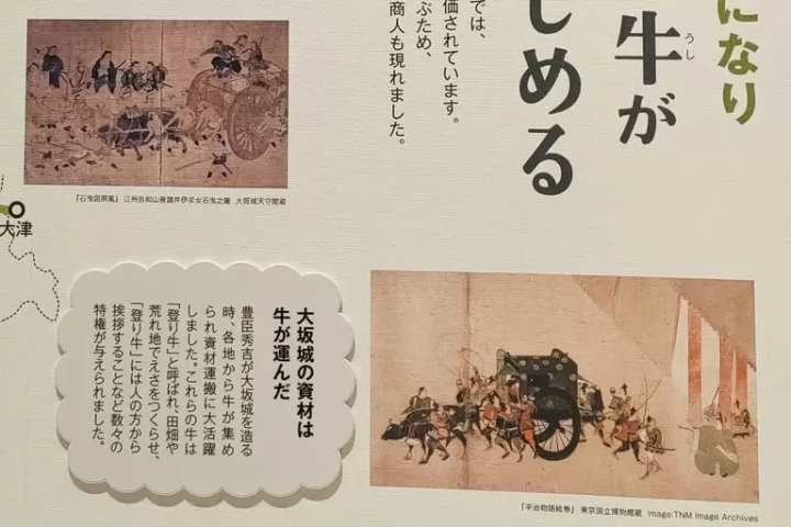 ▲ Introduction to the history of cattle in Japan 