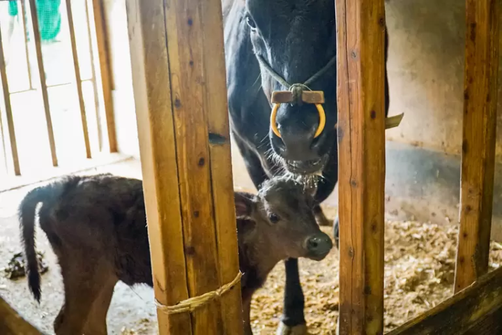 A Journey to Discover the Origins of Kobe Beef