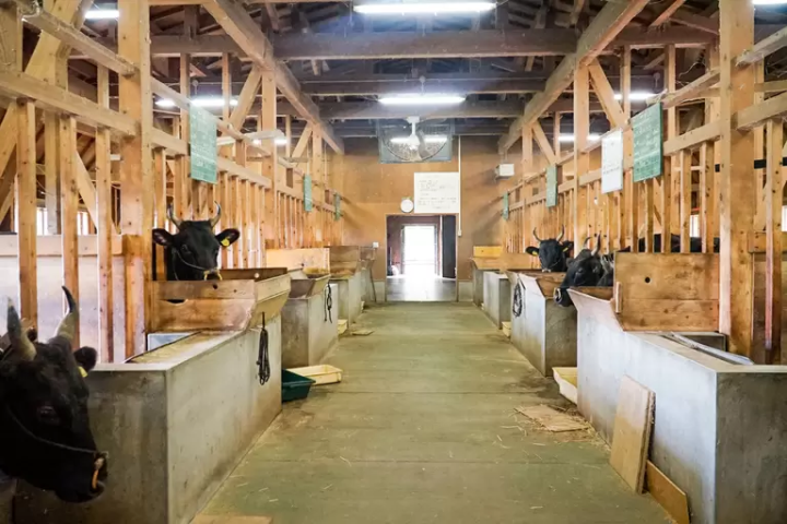 A Journey to Discover the Origins of Kobe Beef