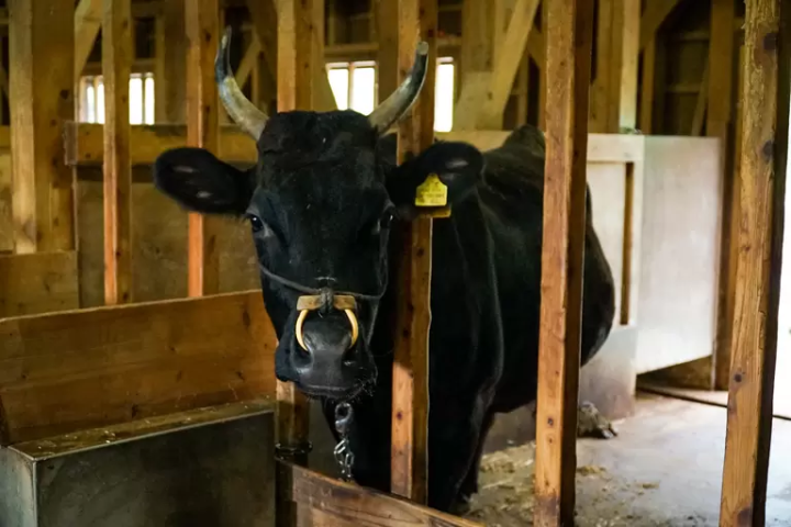 A Journey to Discover the Origins of Kobe Beef