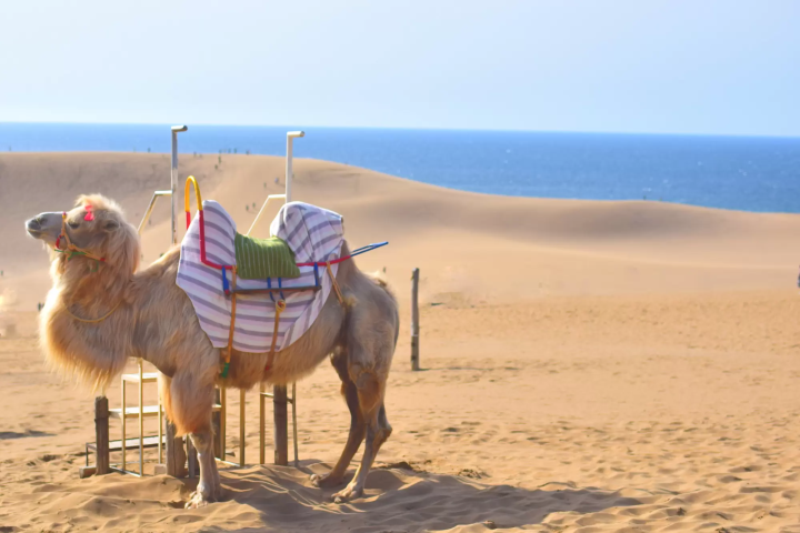 與駱駝漫步在砂丘的旅人