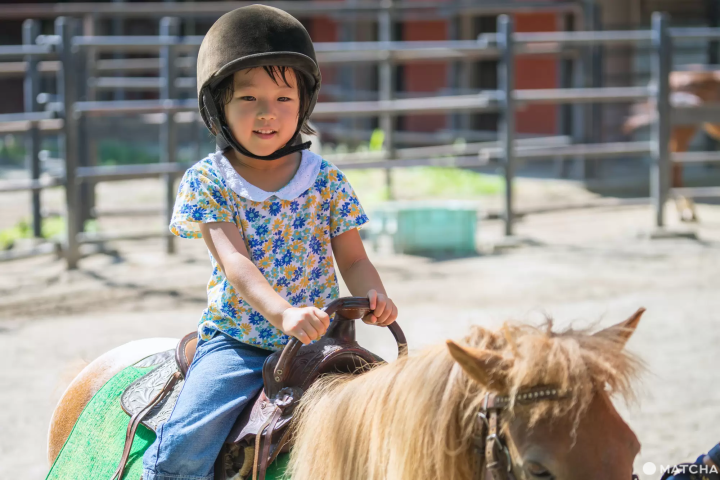 東京競馬場和馬匹互動