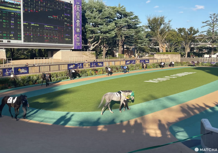東京競馬場馬匹亮相