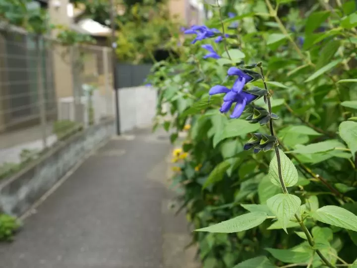 "Retro exploration of Nakano, Tokyo" - Nakano's culvert roads, part 3: Exploring the culverts in the Kamitakada area -