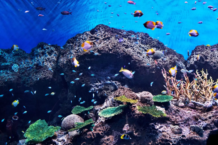 鴨川シーワールド