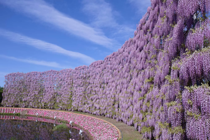 あしかがフラワーパーク