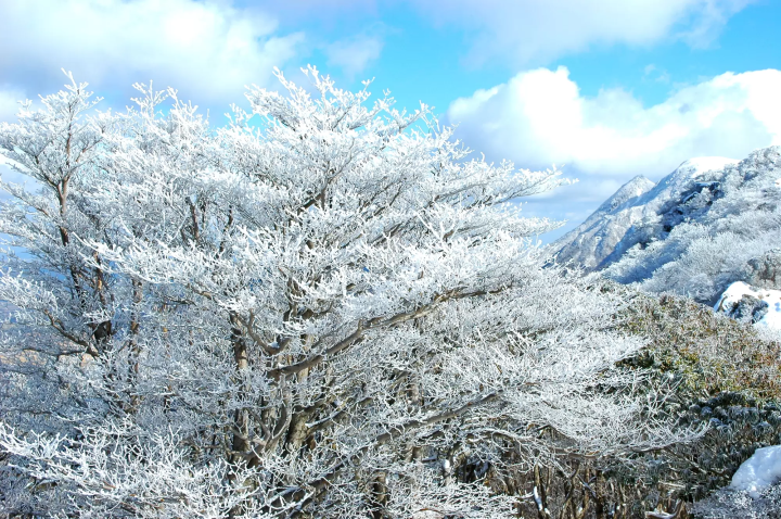 Kuju Forest Park snowscape