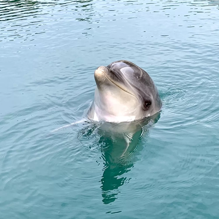 四国観光モデルコース(2泊3日・1泊2日・半日)！絶景やグルメも