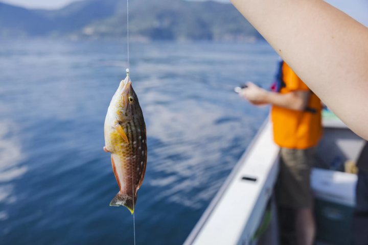 日本最长最窄的佐田岬半岛省钱出行攻略：时间与费用全解析