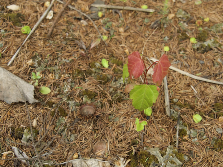 Peeking into the world of horses (Churui, Makubetsu Town)
