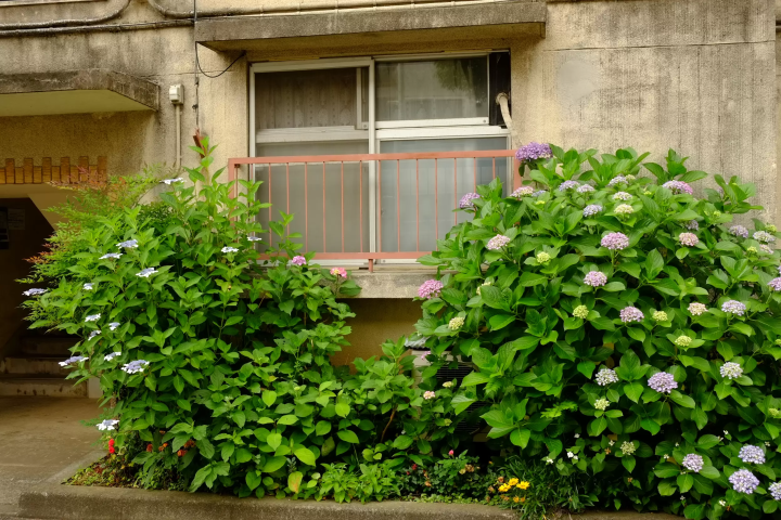 (Nakano House in the past) 