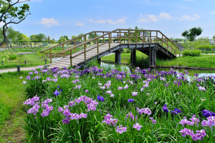 千葉県 佐原 観光 水郷佐原あやめパーク