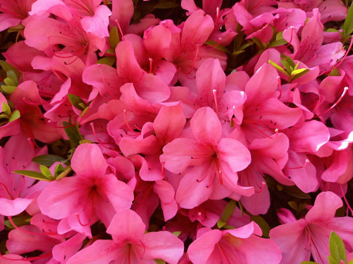 (Azalea) 
