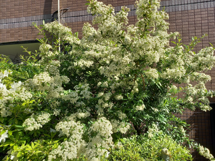 (Spiraea) 