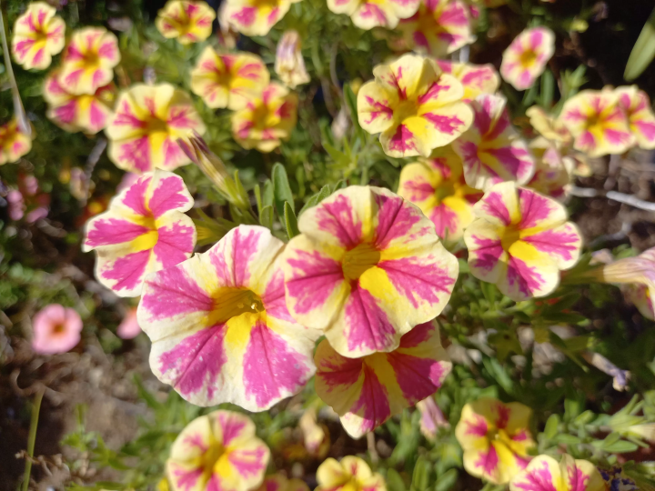 Walk along the "Momozonogawa Greenway" in Nakano, Tokyo! See flowers and plants all year round