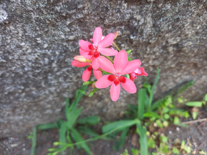 Walk along the "Momozonogawa Greenway" in Nakano, Tokyo! See flowers and plants all year round