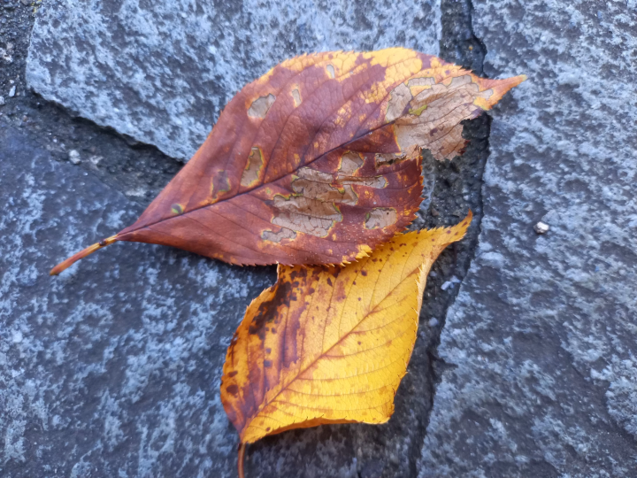 Walk along the "Momozonogawa Greenway" in Nakano, Tokyo! See flowers and plants all year round