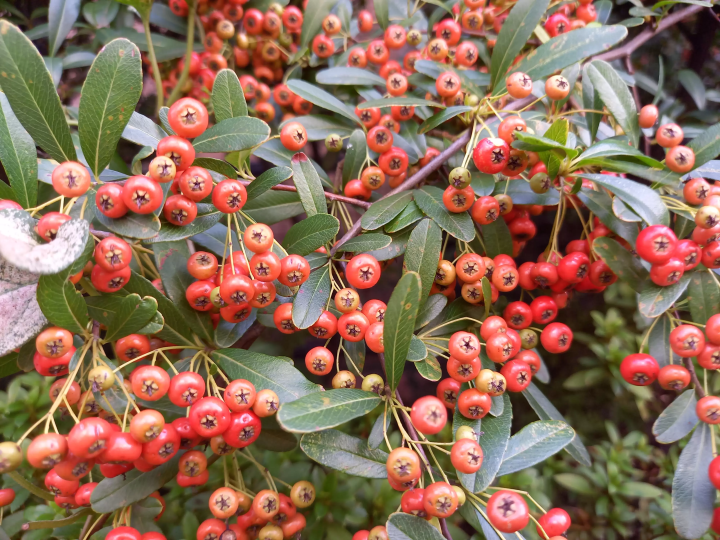 (Pyracantha fruit) 