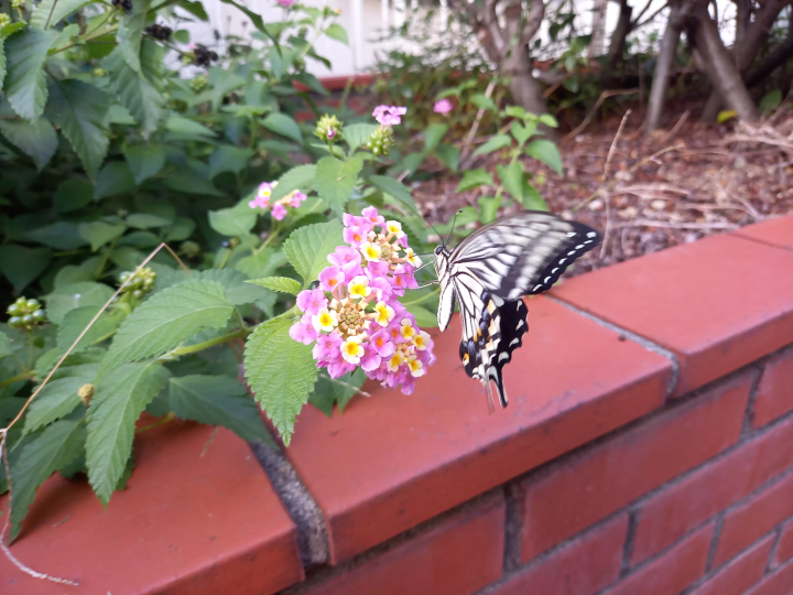 (Lantana and Swallowtail) 