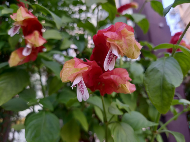 (Shrimp plant) 