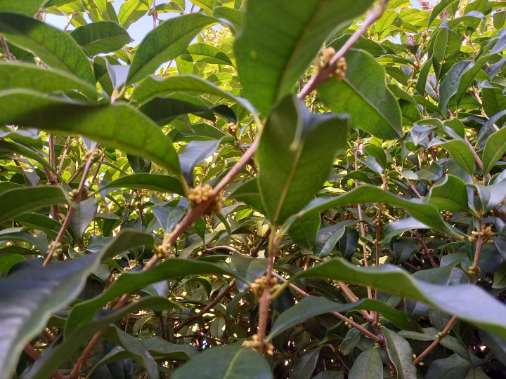 (Osmanthus) 