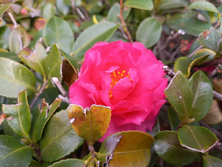 (Winter Camellia) 