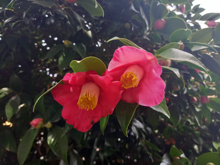 (camellia) 