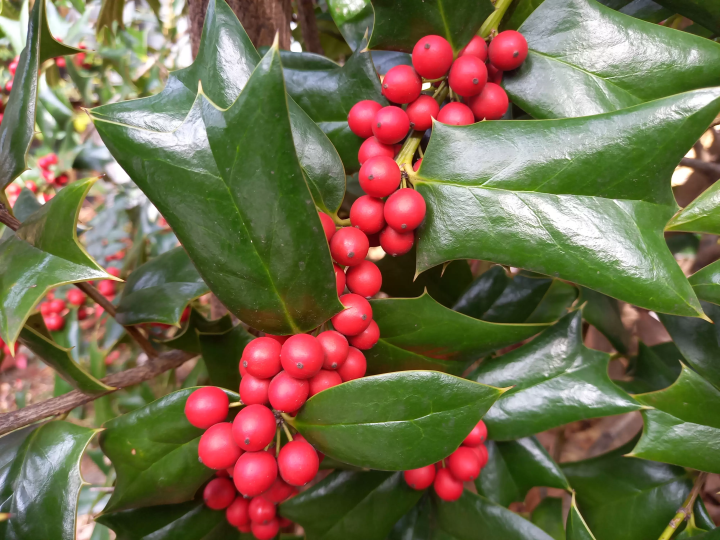 (Holly berries) 