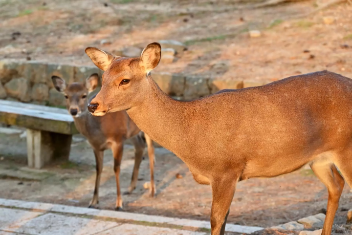 奈良公園